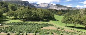 Quentin et Frédéric Rebert exploitants agricoles, producteurs de CBD au pied du Vercors (Ste Eulalie en Royans)