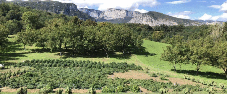 Quentin et Frédéric Rebert exploitants agricoles, producteurs de CBD au pied du Vercors (Ste Eulalie en Royans)